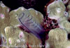 Milne Bay Papua New Guinea Divesites