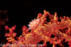 Red Sea