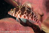 Lembeh Straits Fishes