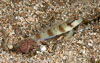 Lembeh Straits Fishes