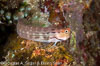 Lembeh Straits Fishes