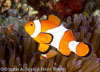 Lembeh Straits Fishes