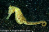 Lembeh Straits Fishes