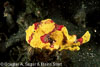 Lembeh Straits Fishes