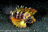 Lembeh Straits Fishes