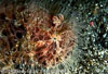 Lembeh Straits Fishes