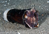 Lembeh Straits Invertebrates