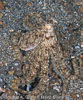 Lembeh Straits Invertebrates