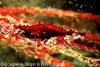 Lembeh Straits Invertebrates