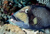 Milne Bay Papua New Guinea Fishes