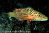 Milne Bay Papua New Guinea Fishes