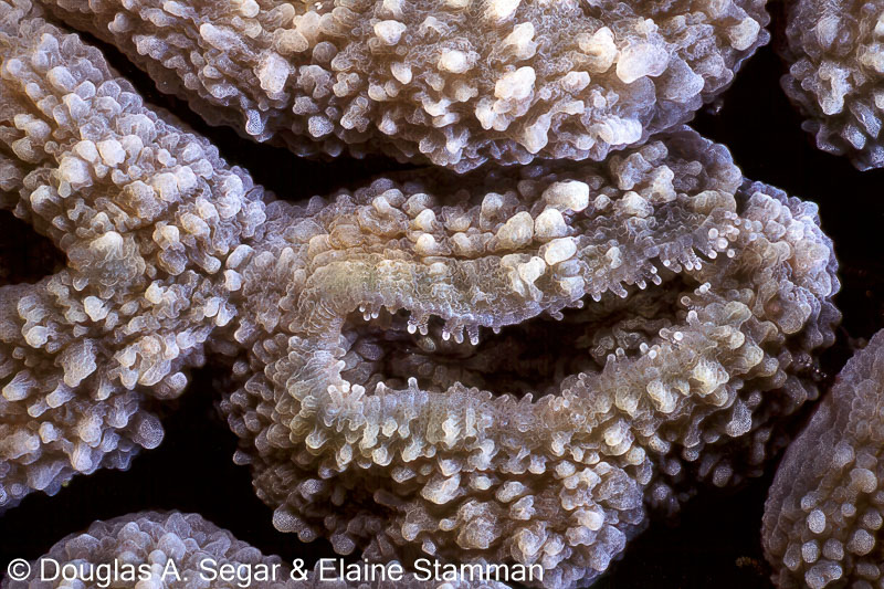 Hard coral, Family Mussidae, Lobophyllia corymbosa ?, Segar6262 ...