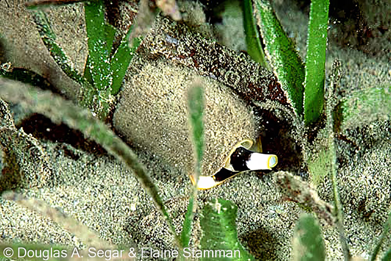 Cone shell, Conus sp., Segar9751 - Reefimages & Introduction to Ocean ...