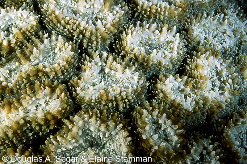 Hard coral, Family Mussidae, Lobophyllia corymbosa ?, SegarA2432 ...