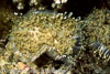 Milne Bay Papua New Guinea Invertebrates