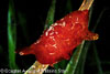 Milne Bay Papua New Guinea Invertebrates