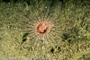 Milne Bay Papua New Guinea Invertebrates
